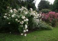 Villa Giustiniani – Fotogallery il Roseto – 29